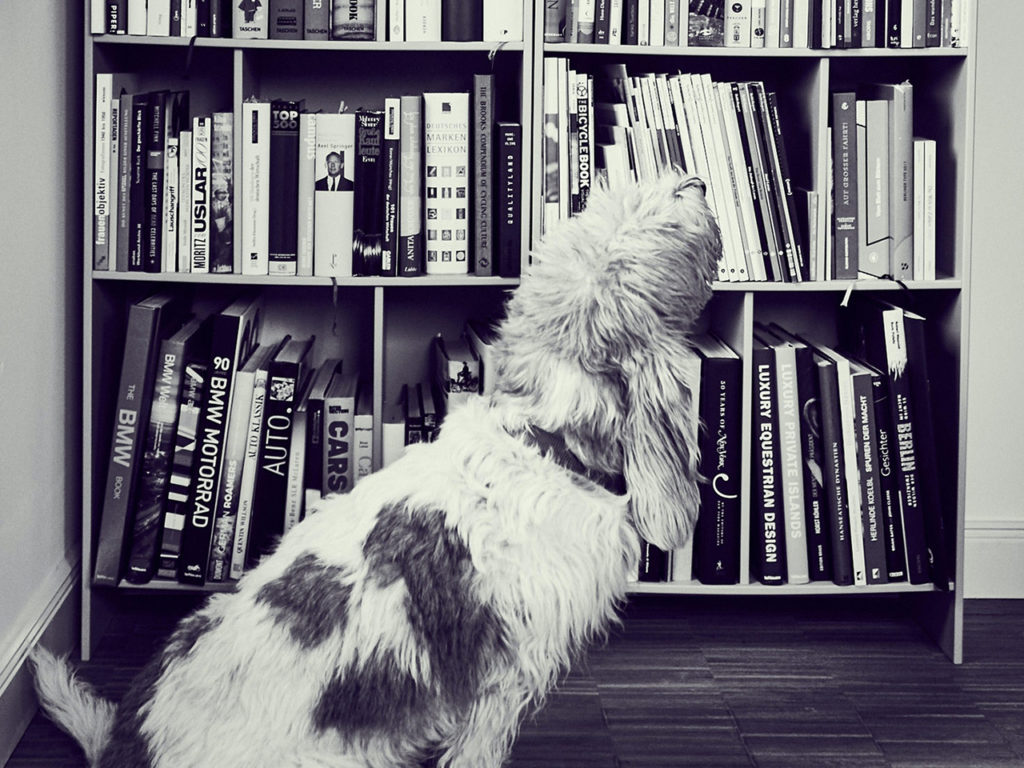 Bürohund Salut